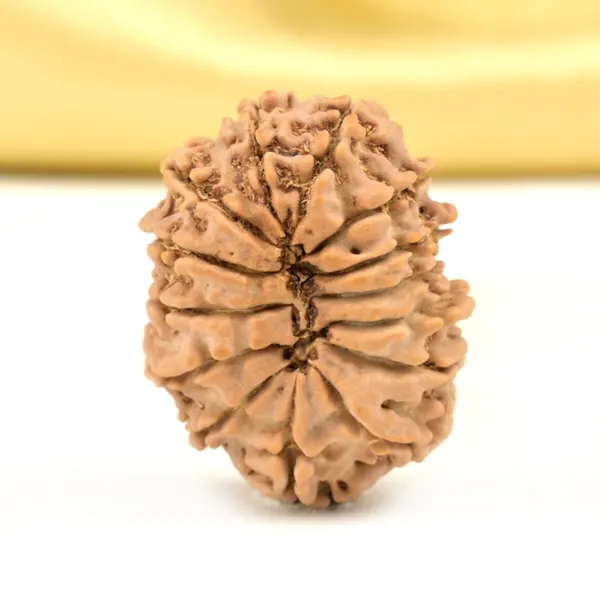 14_Mukhi_From_Nepal_Small_Cclxxiii