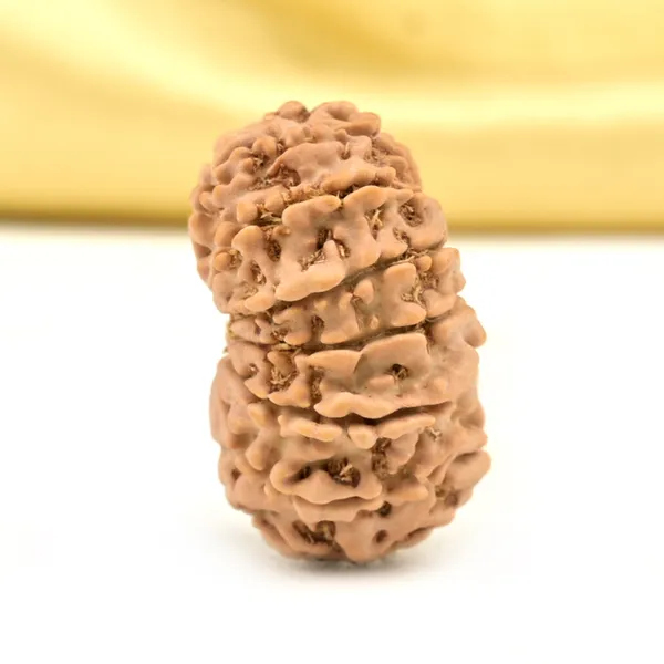 14_Mukhi_From_Nepal_Small_Cclxxiii