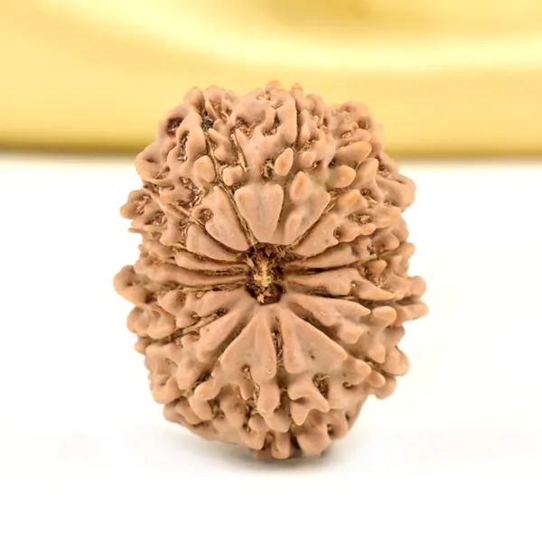 14_Mukhi_From_Nepal_Small_Cclxxiii