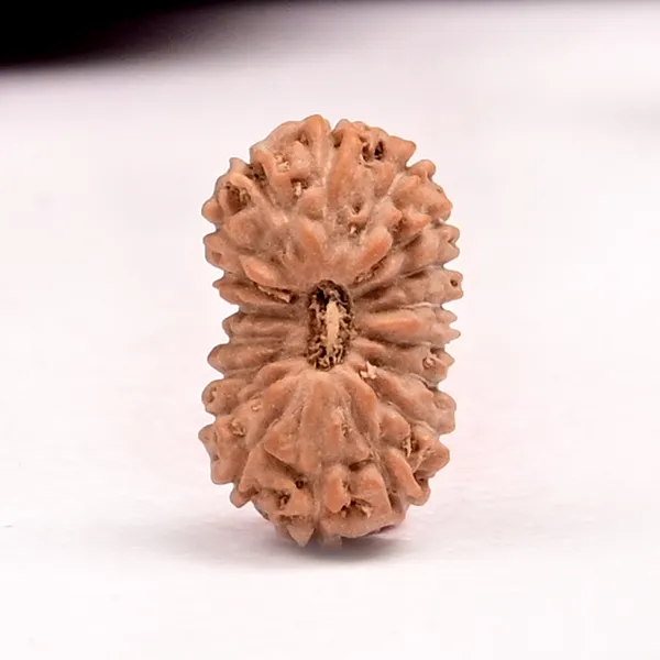 18_Mukhi_From_Java_Indonesia_Small_Clxxvii