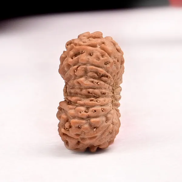 18_Mukhi_From_Java_Indonesia_Small_Clxxvii