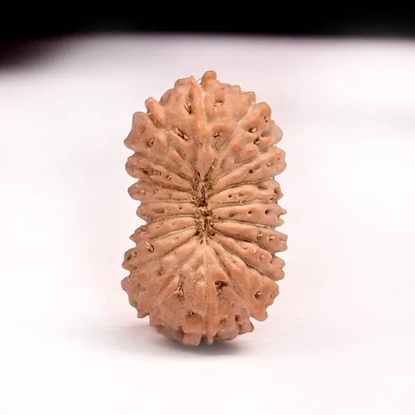 18_Mukhi_From_Java_Indonesia_Small_Clxxvii