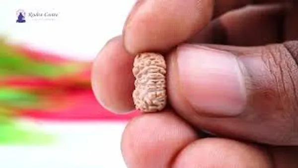 18_Mukhi_From_Java_Indonesia_Small_Clxxvii