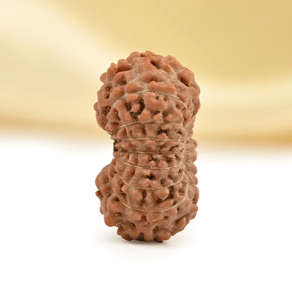 17_Mukhi_From_Java_Indonesia_Small_Cclxix