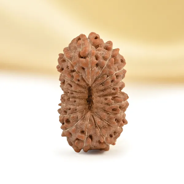 17_Mukhi_From_Java_Indonesia_Small_Cclxix