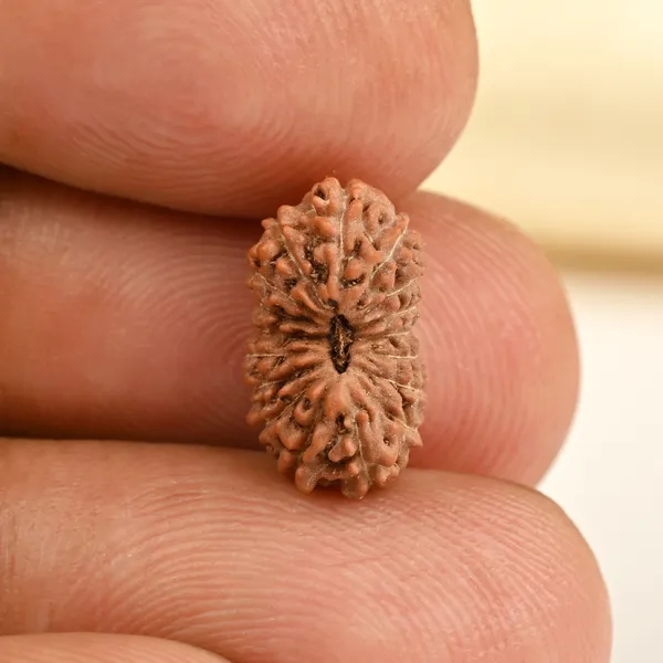 17_Mukhi_From_Java_Indonesia_Small_Cclxix