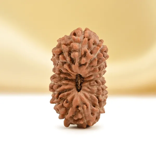 17_Mukhi_From_Java_Indonesia_Small_Cclxix