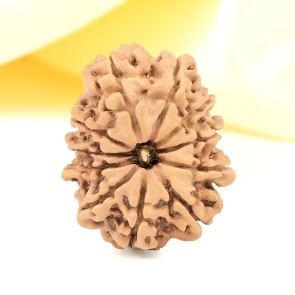 11_Mukhi_From_Nepal_Small_Cccxxxv