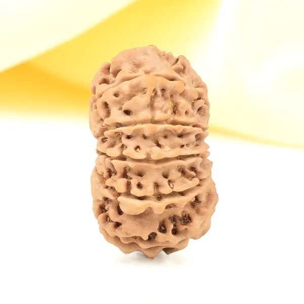 11_Mukhi_From_Nepal_Small_Cccxxxv