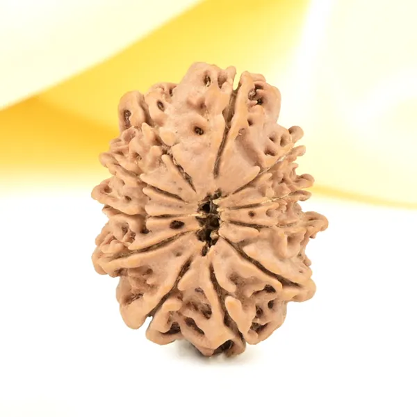 11_Mukhi_From_Nepal_Small_Cccxxxv