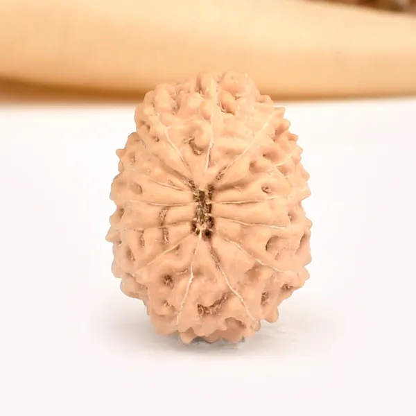 14_Mukhi_From_Java_Indonesia_Large_Cxlix