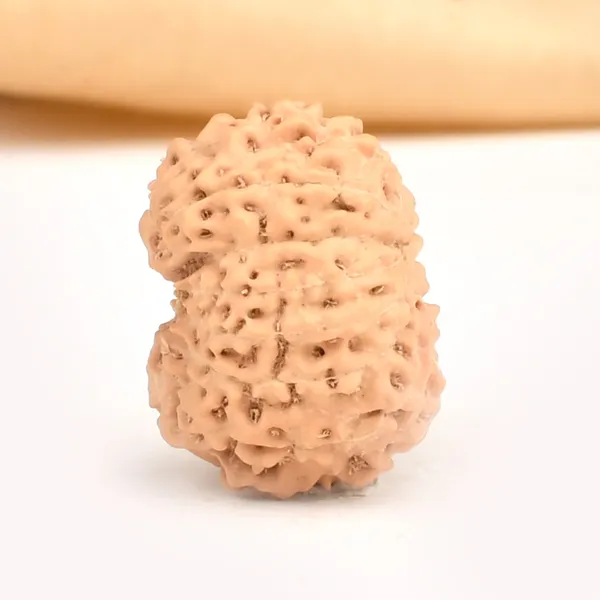 14_Mukhi_From_Java_Indonesia_Large_Cxlix
