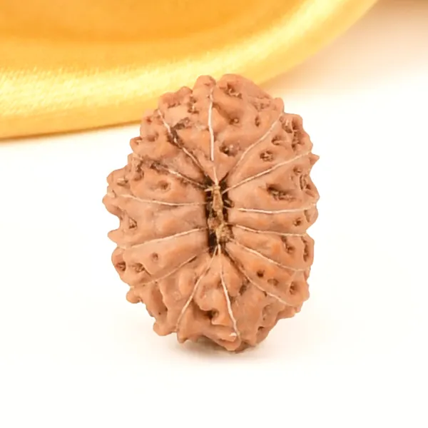 14_Mukhi_Rudraksha_Bead_Java_Indonesia