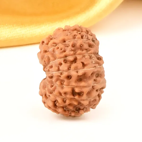 14_Mukhi_Rudraksha_Bead_Java_Indonesia