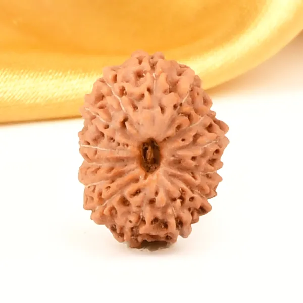 14_Mukhi_Rudraksha_Bead_Java_Indonesia