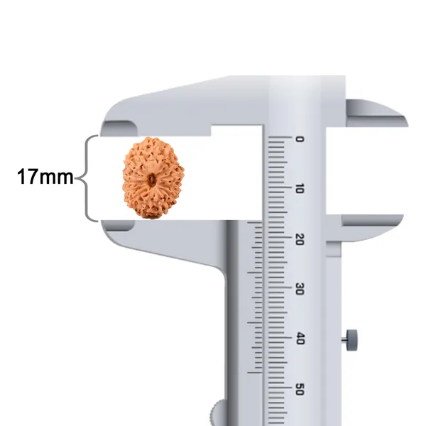 14_Mukhi_Rudraksha_Bead_Java_Indonesia