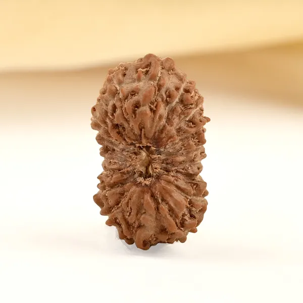 19_Mukhi_From_Java_Indonesia_Small_Clxxviii