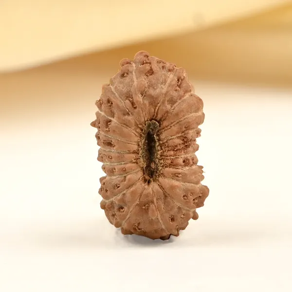 19_Mukhi_From_Java_Indonesia_Small_Clxxviii
