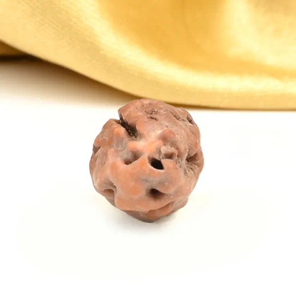 1_Mukhi_From_Java_Indonesia_Large_Lxxviii