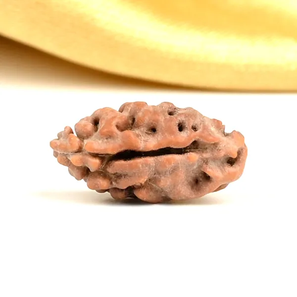 1_Mukhi_From_Java_Indonesia_Large_Lxxviii