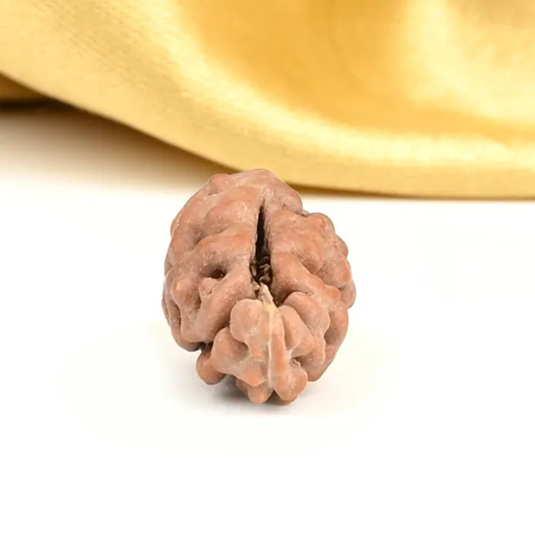 1_Mukhi_From_Java_Indonesia_Large_Lxxviii