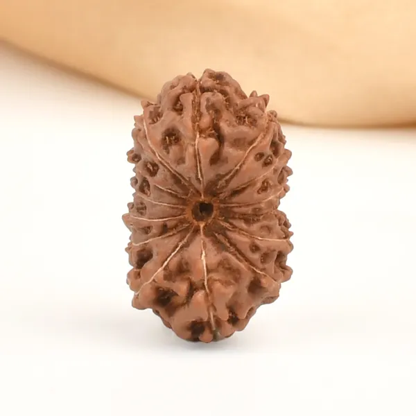 14_Mukhi_From_Java_Indonesia_Large_Clxx