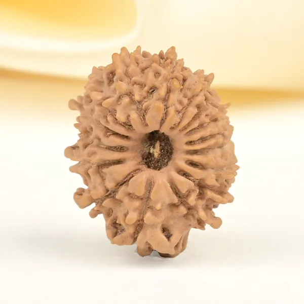 16_Mukhi_From_Nepal_Small_Xxxix