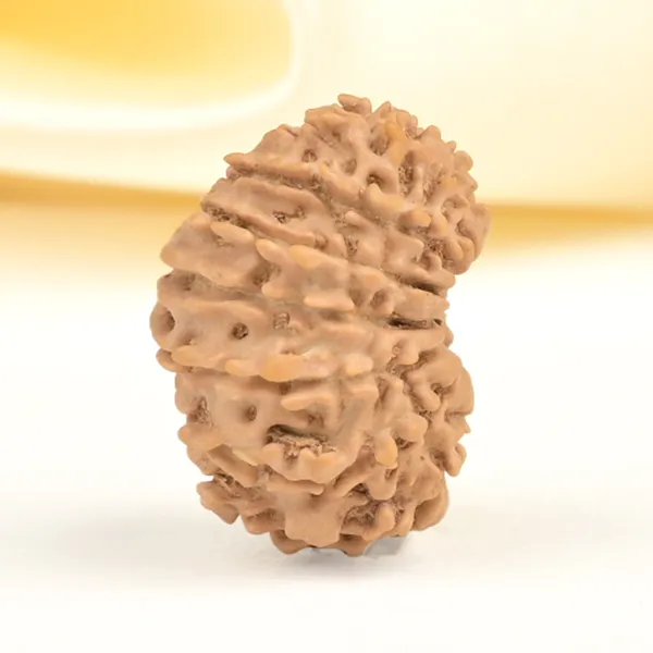 16_Mukhi_From_Nepal_Small_Xxxix