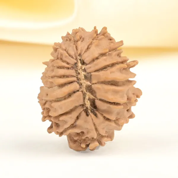 16_Mukhi_From_Nepal_Small_Xxxix
