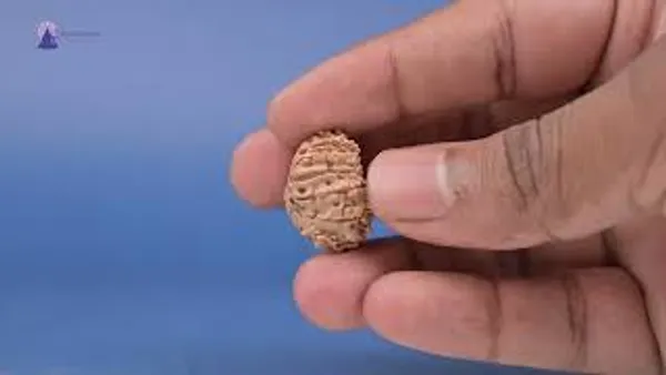 16_Mukhi_From_Nepal_Small_Xxxix