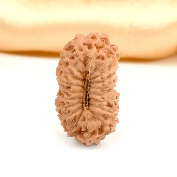 Techpandit_19_Mukhi_Rudraksha_Bead_Indonesia_Large