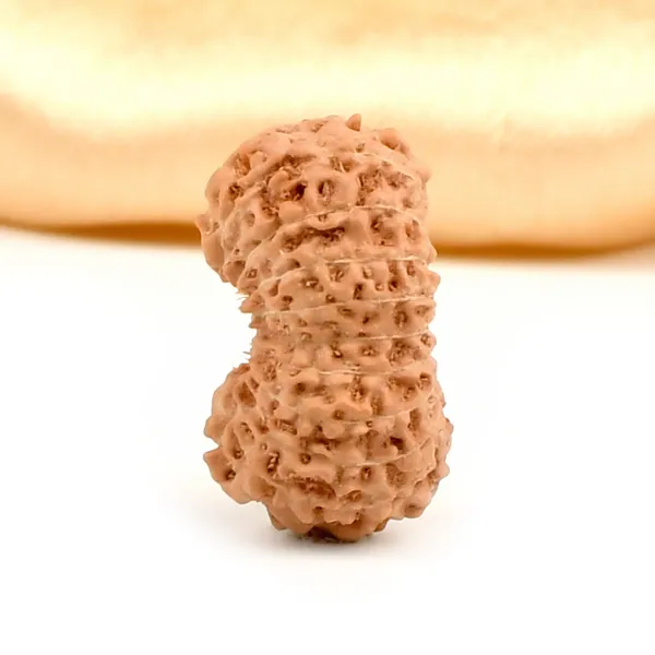 Techpandit_19_Mukhi_Rudraksha_Bead_Indonesia_Large