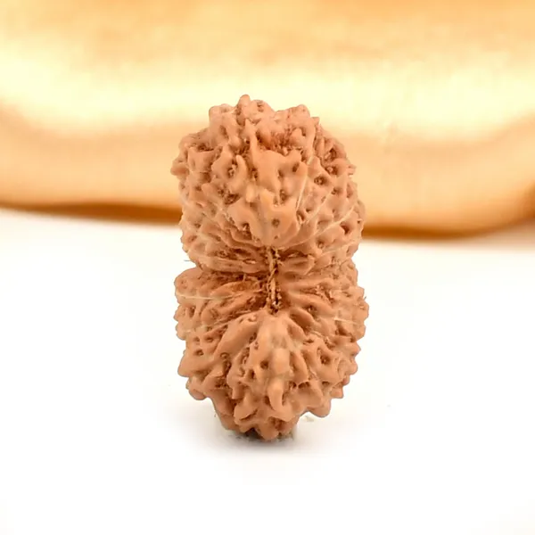 Techpandit_19_Mukhi_Rudraksha_Bead_Indonesia_Large