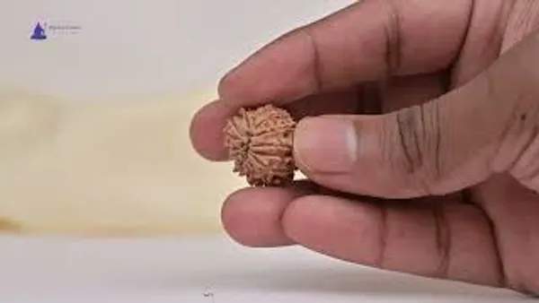 14_Mukhi_From_Nepal_Tiny_Xxi