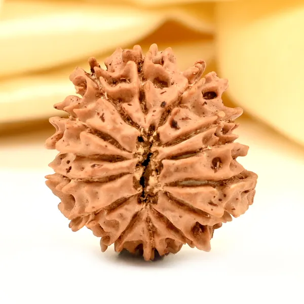 14_Mukhi_From_Nepal_Tiny_Xxi