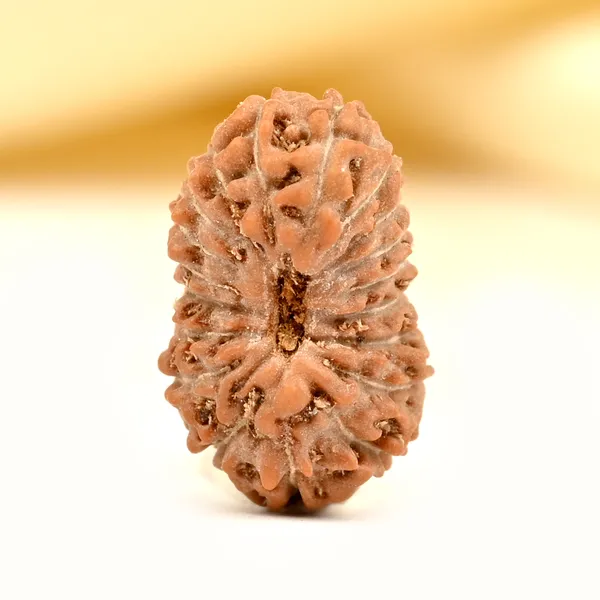19_Mukhi_Rudraksha_Bead_Indonesia