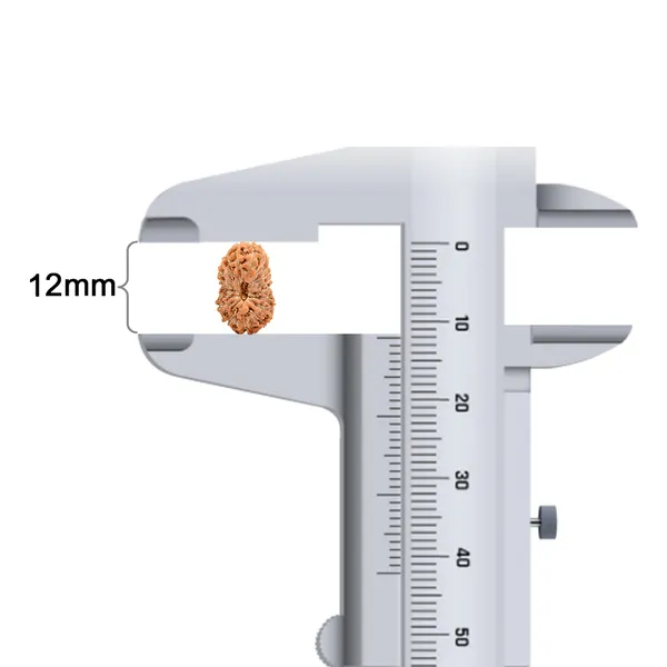 19_Mukhi_Rudraksha_Bead_Indonesia