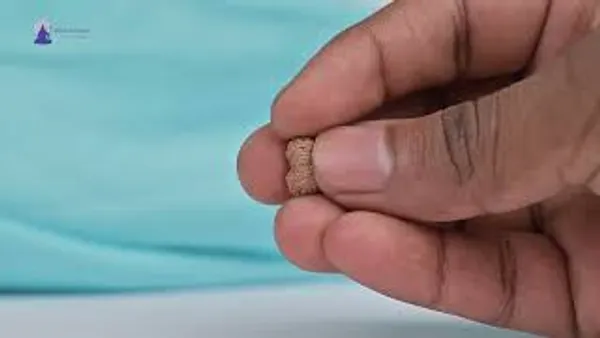 19_Mukhi_Rudraksha_Bead_Indonesia
