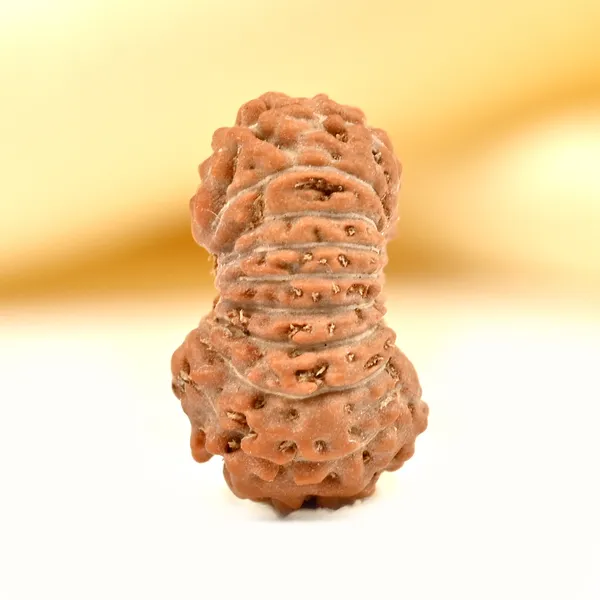 19_Mukhi_Rudraksha_Bead_Indonesia