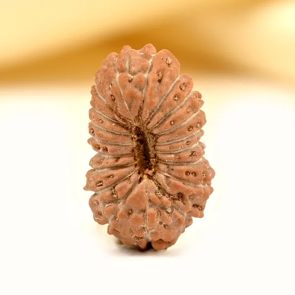 19_Mukhi_Rudraksha_Bead_Indonesia