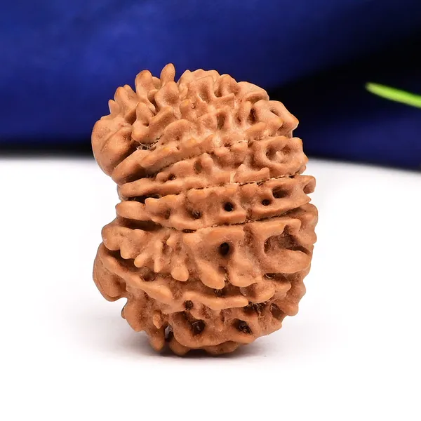 16_Mukhi_From_Nepal_Tiny_Xvi