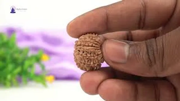 16_Mukhi_From_Nepal_Tiny_Xvi