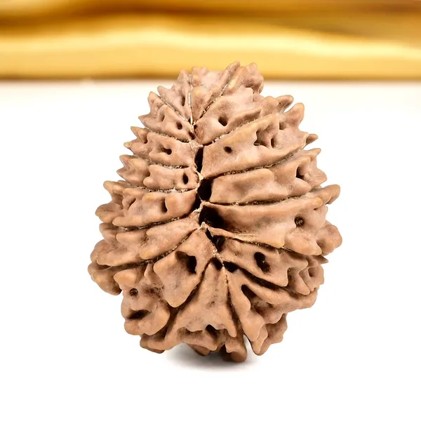 15_Mukhi_From_Nepal_Small_Clvi