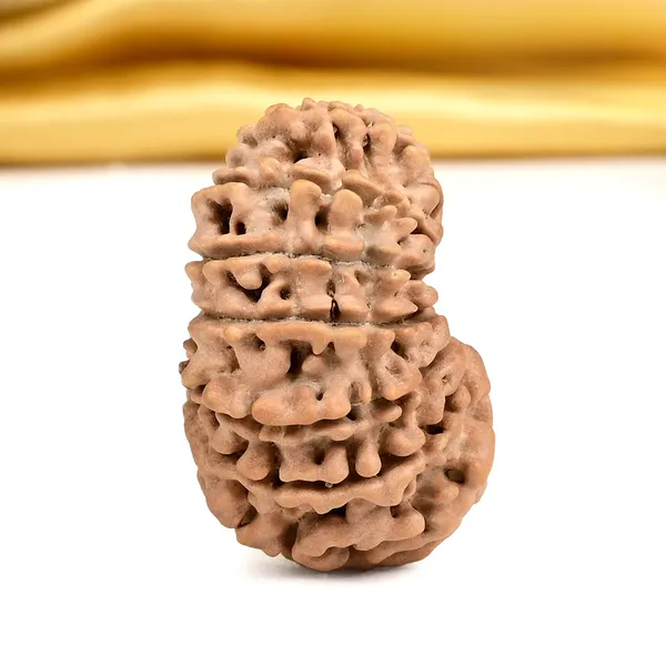 15_Mukhi_From_Nepal_Small_Clvi