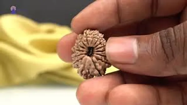 15_Mukhi_From_Nepal_Small_Clvi