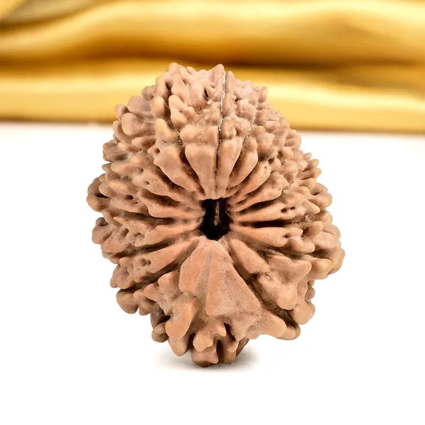15_Mukhi_From_Nepal_Small_Clvi