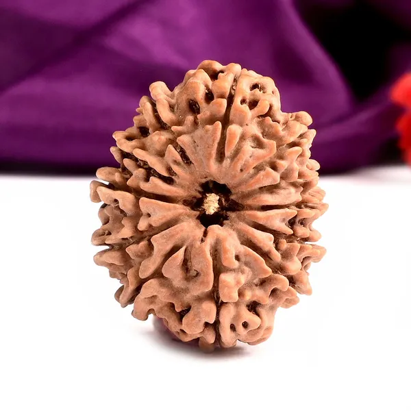 12_Mukhi_Nepal_Large_Rudraksha_Bead