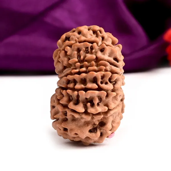 12_Mukhi_Nepal_Large_Rudraksha_Bead