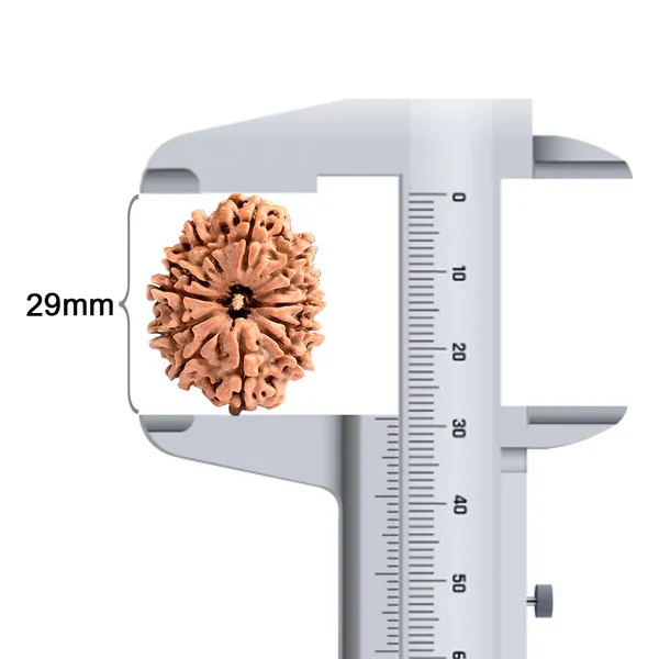 12_Mukhi_Nepal_Large_Rudraksha_Bead