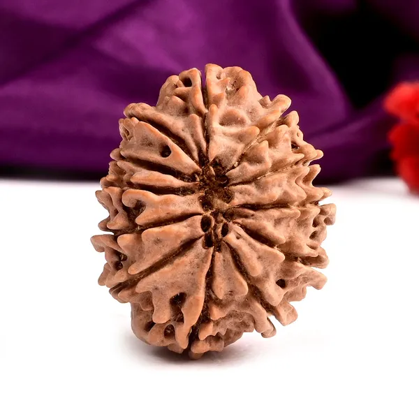 12_Mukhi_Nepal_Large_Rudraksha_Bead